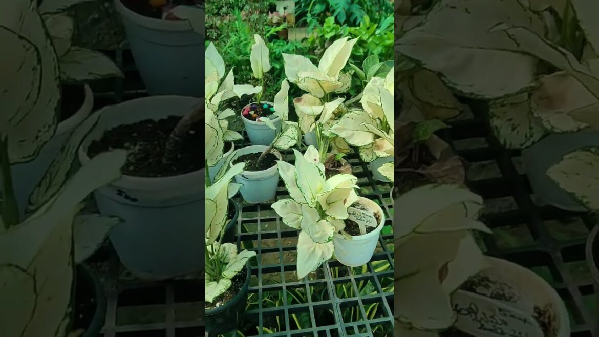 Aglaonima milky white Plant #indoorplants #gardentrees #nursery #supply # subscribe my channel