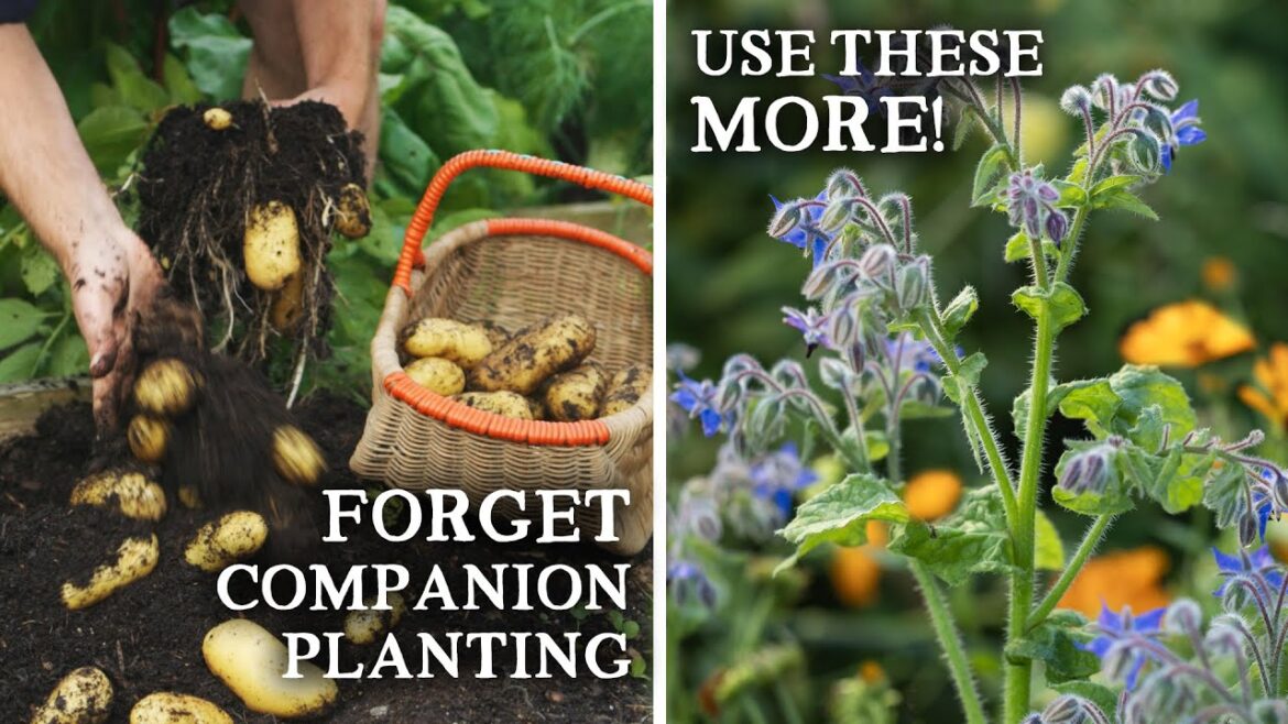 9 Tips For A Wildly Productive Vegetable Garden in 2025