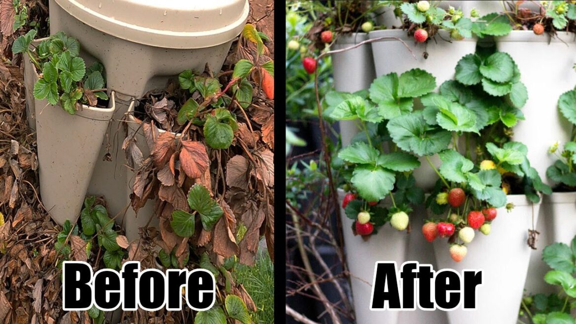 Revive Your GreenStalk for Spring – The Secret to HUGE Harvests!