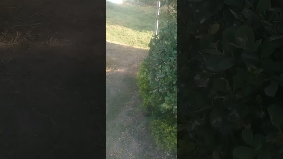 #BlossomSeason #SpringGarden #BotanicalGardens #GardenerDream #FloralCreativity #BloomWher