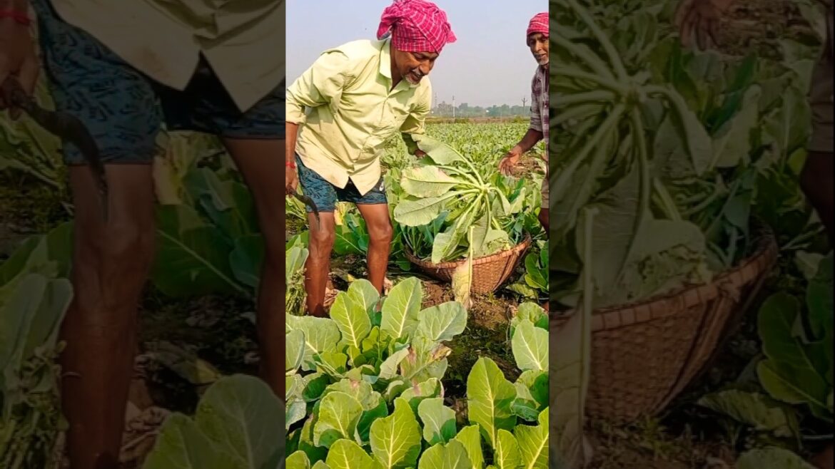 Fresh Cauliflower Harvest at Sunrise! 🌄🥦 #shorts