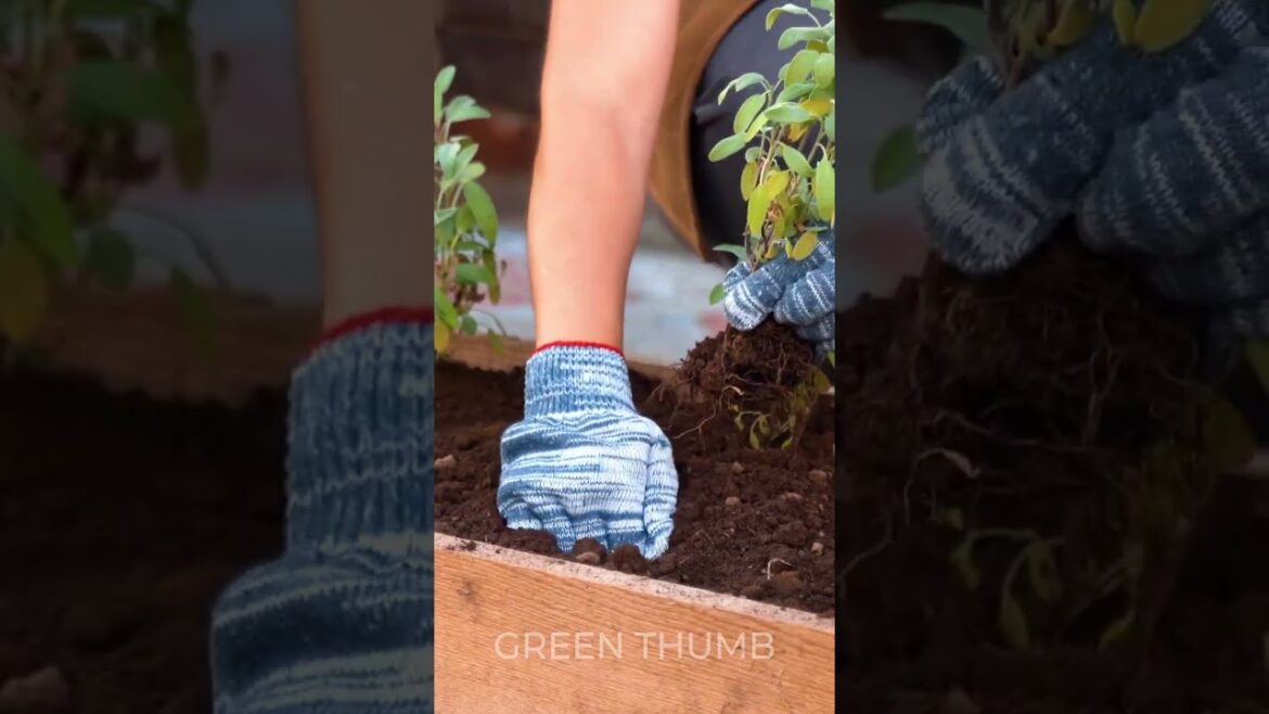 DIY Stunning Mini Greenhouse for Your Plants!