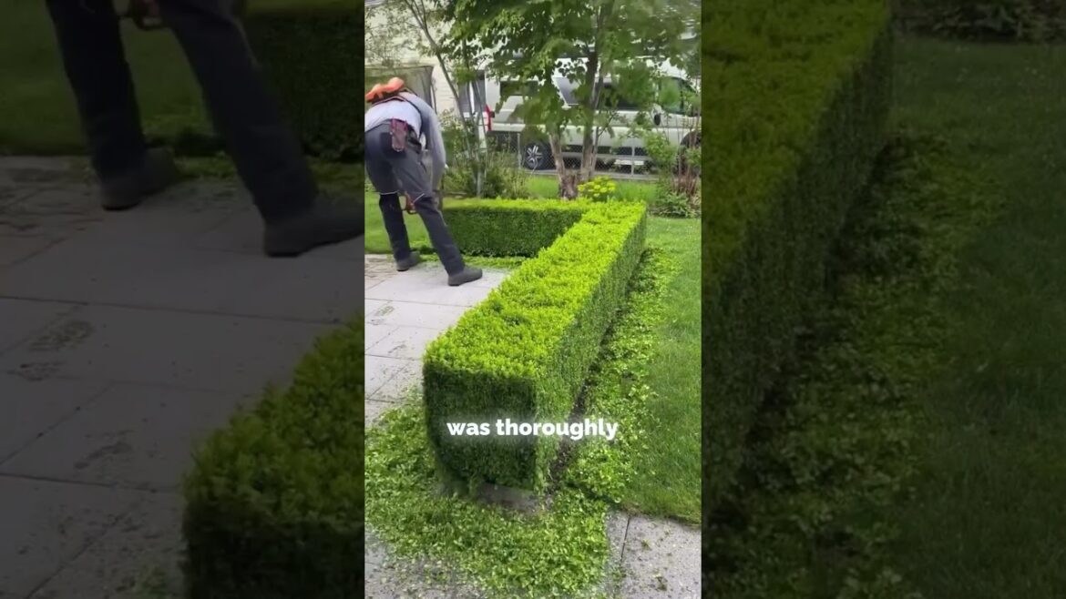 Satisfying Gardening Work🌳#garden #satisfying #cleaning #grass #lawn #viral #fyp #trending #447 Satisfying Gardening Work🌳#garden #satisfying #cleaning #grass #lawn #viral #fyp #trending #447