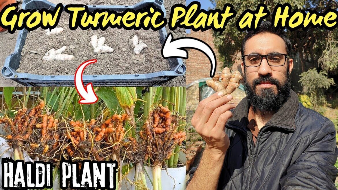 Grow Turmeric ( Haldi ) Plant At Home. Vegetable Gardening at Home π‘. Kitchen And Garden Grow Turmeric ( Haldi ) Plant At Home. Vegetable Gardening at Home π‘. Kitchen And Garden
