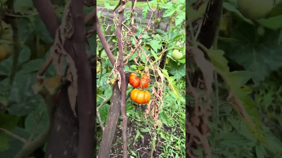 My small backyard garden 👍#small #backyard #garden #viralfoodtrip #youtubeshorts #video #australia