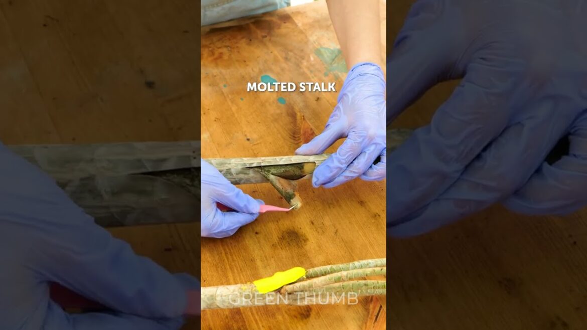 PLANT SAVING HACKS YOU NEED TO KNOW!
