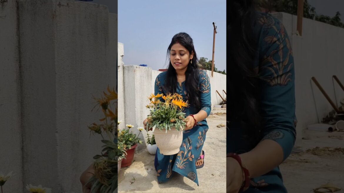 Gazania plant care tips #gardening #shorts #ytshorts #garden #flowers