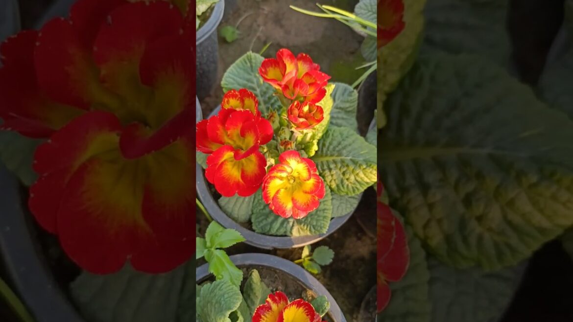 primrose flowers for your garden #primrose #primula #floweringplant