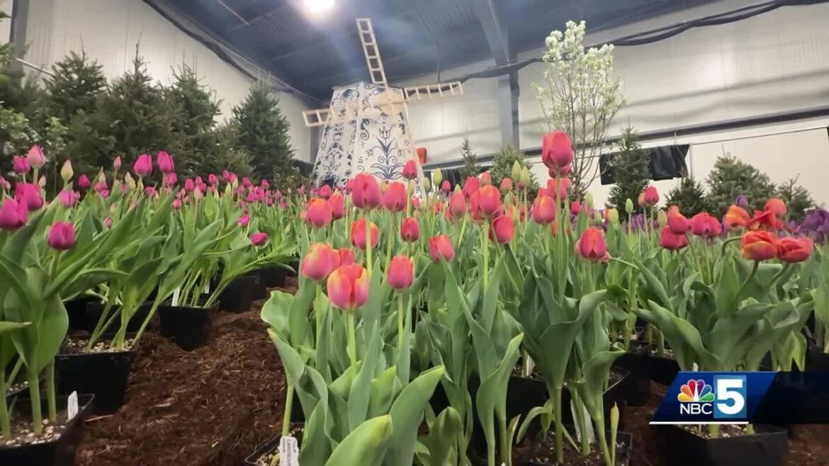 Local businesses prepare for start of 2025 Vermont Flower Show