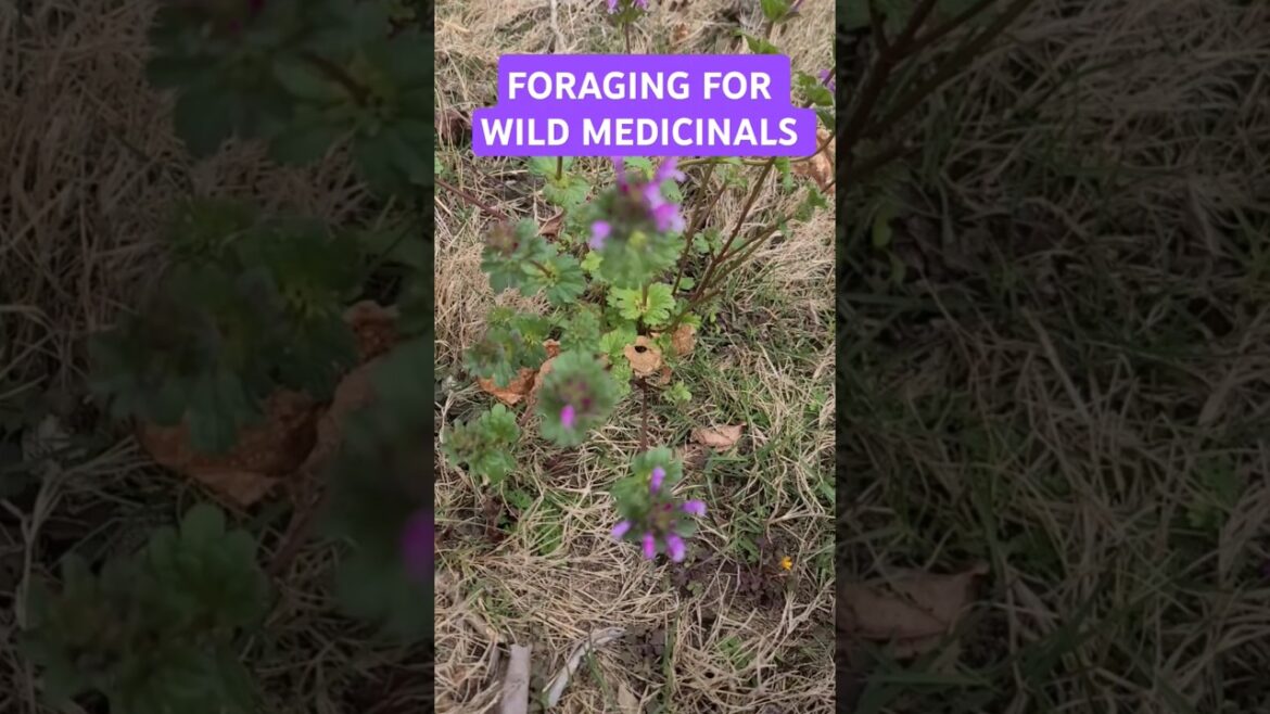 Henbit A Wild Medicinal | A Great Plant to Forage #foraging #wildedibles Henbit A Wild Medicinal | A Great Plant to Forage #foraging #wildedibles