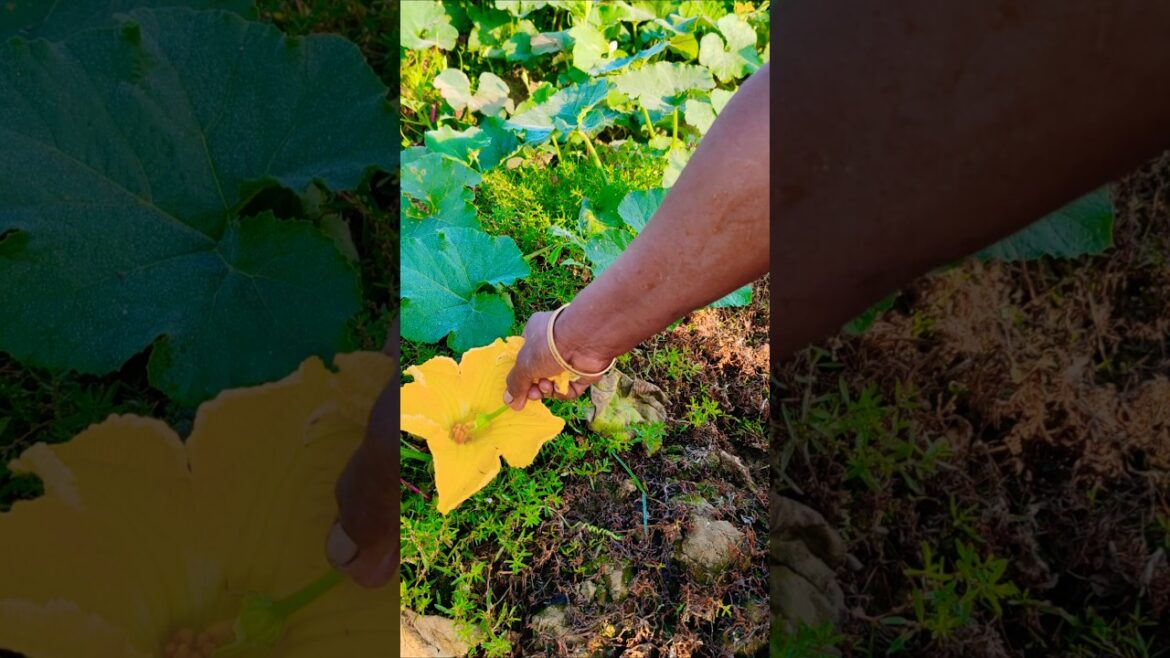 Nature’s Helpers: Older Women Pollinate Pumpkins 👵🎃 #shorts