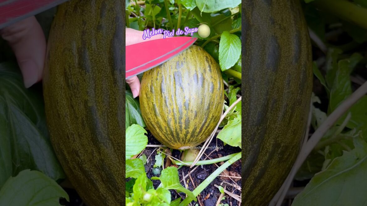 Fruit Cutting Melon Piel De Sapo 😱 #shorts #satisfying #fruit #eẹnoy #garden