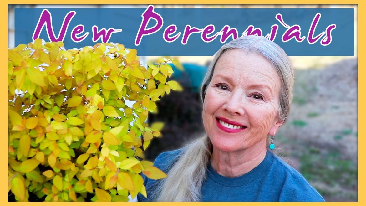 Kaye Kittrell: Spring Arrives! New Perennials, Seedling Update, Lavender, More! Spring Arrives! New Perennials, Seedling Update, Lavender, More!
