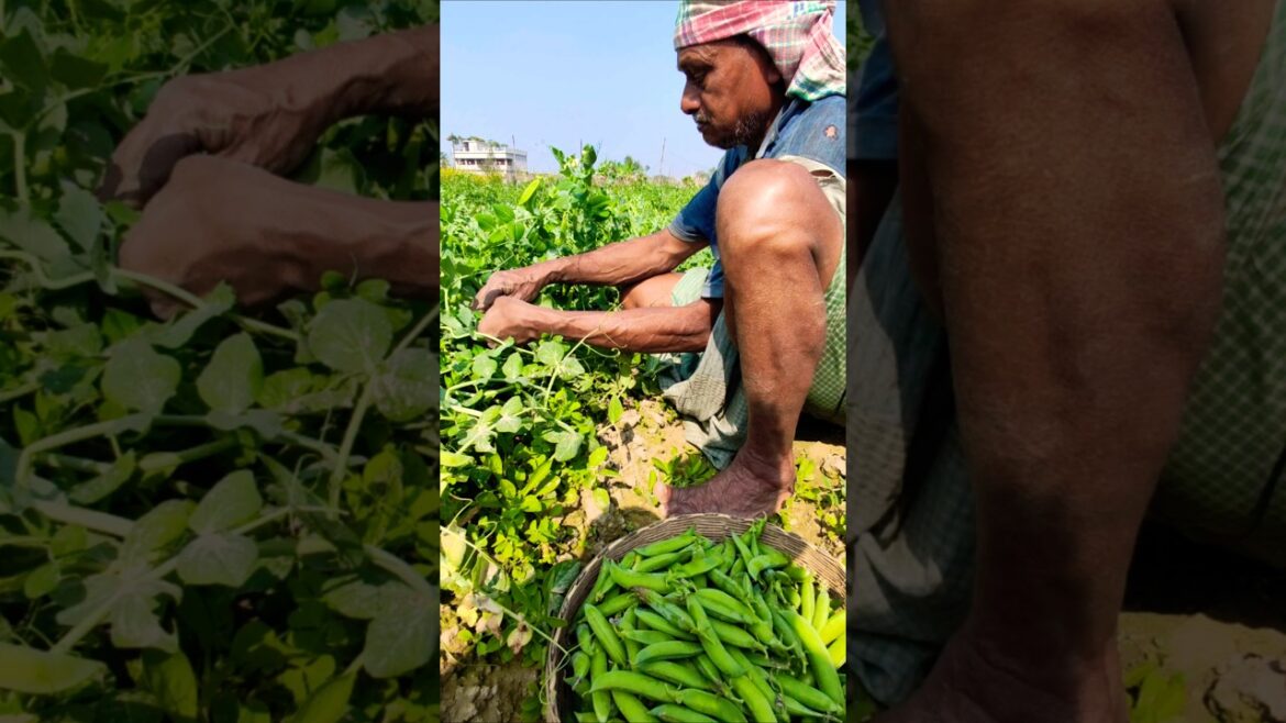 From Vine to Basket: Green Pea Harvesting 🫛 #shorts