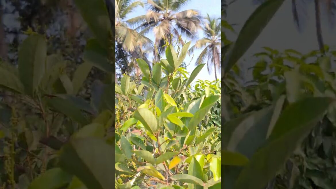 Rambutan E35 Flowaring My Terrace Garden #rambutan #plants #terracegarden