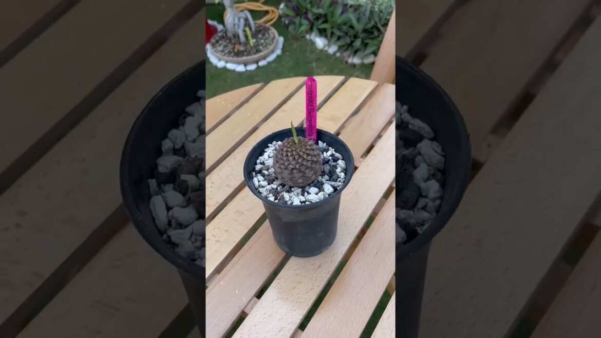 My Garden Paradise | Exotic Blooms and Scenic Views | are Plants and Landscapes #shahroozshamim