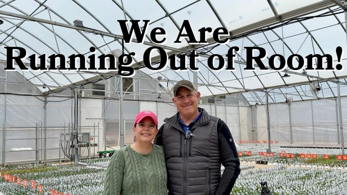 Greenhouses are FULL! Spring Flower Greenhouse Tour