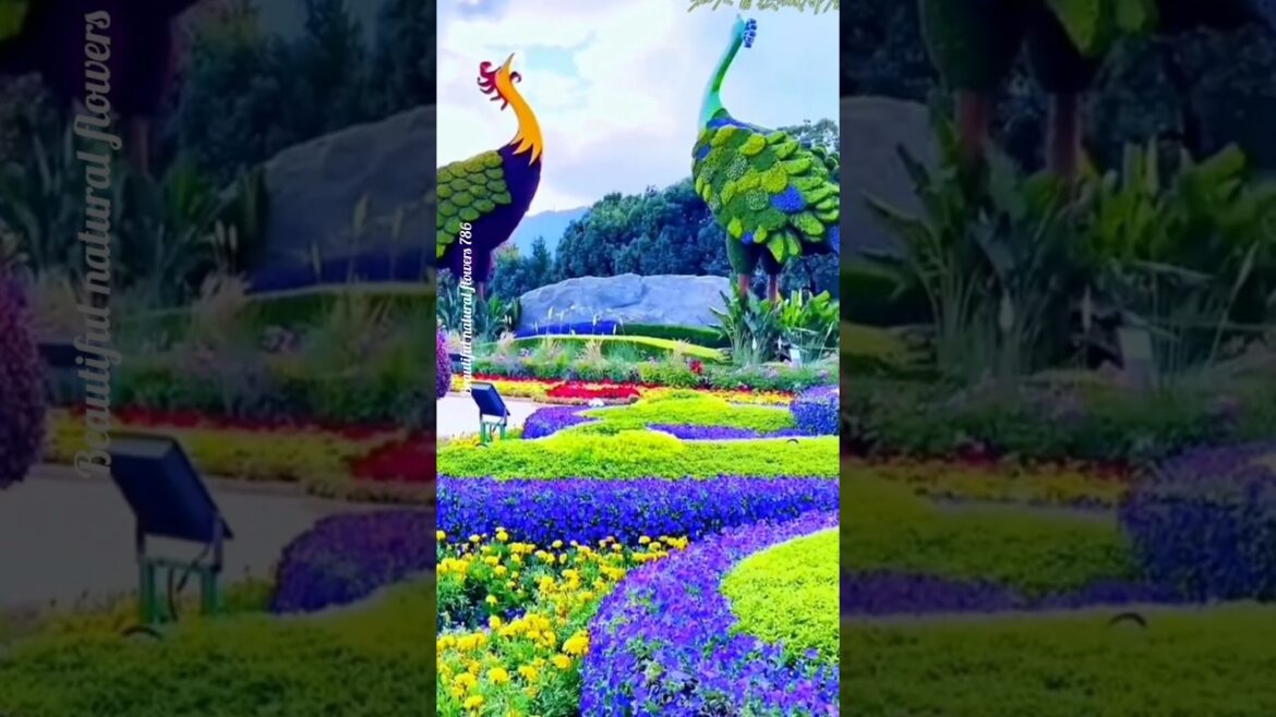 Earthly beauty beautiful flowers #beautiful #flowers #shortsvideoviral #garden #shorts Earthly beauty beautiful flowers #beautiful #flowers #shortsvideoviral #garden #shorts