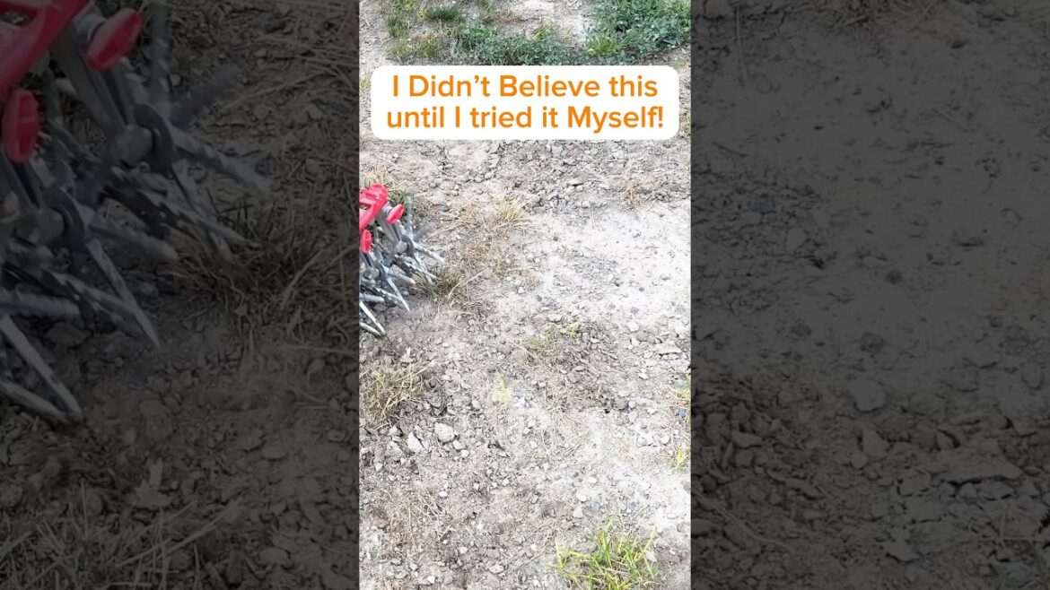 How to Grow Grass in Only a FEW Days #garden #lawncare #lawn #lawnmaintenance