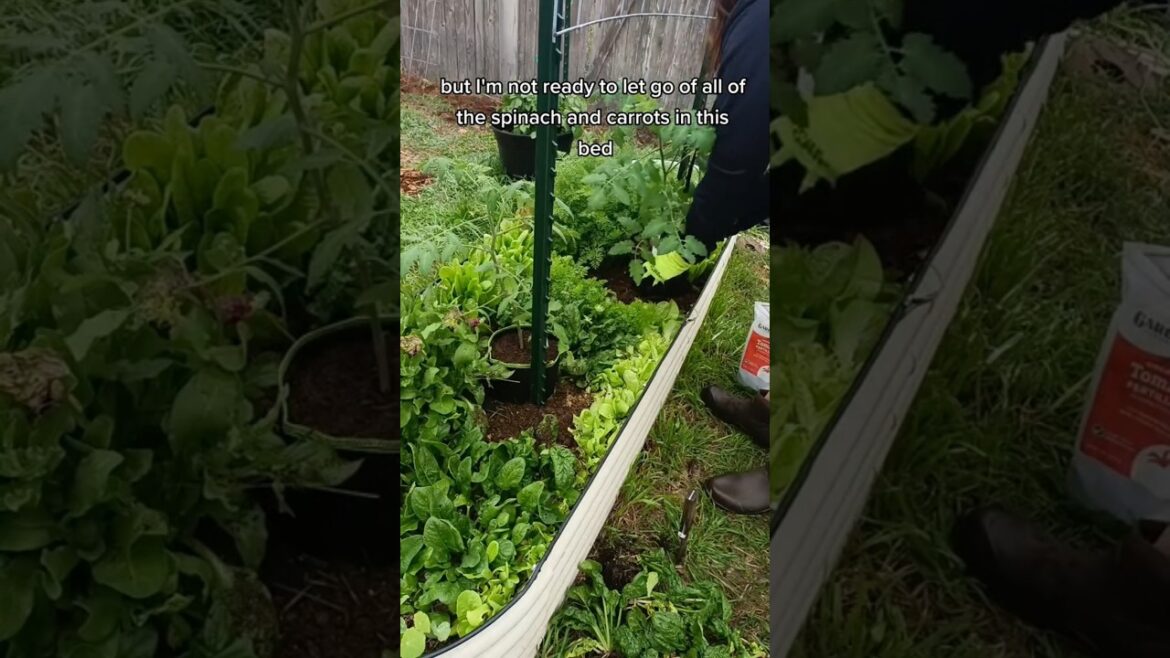 Intercropping tomatoes with spinach and carrots! #gardening #texasgarden