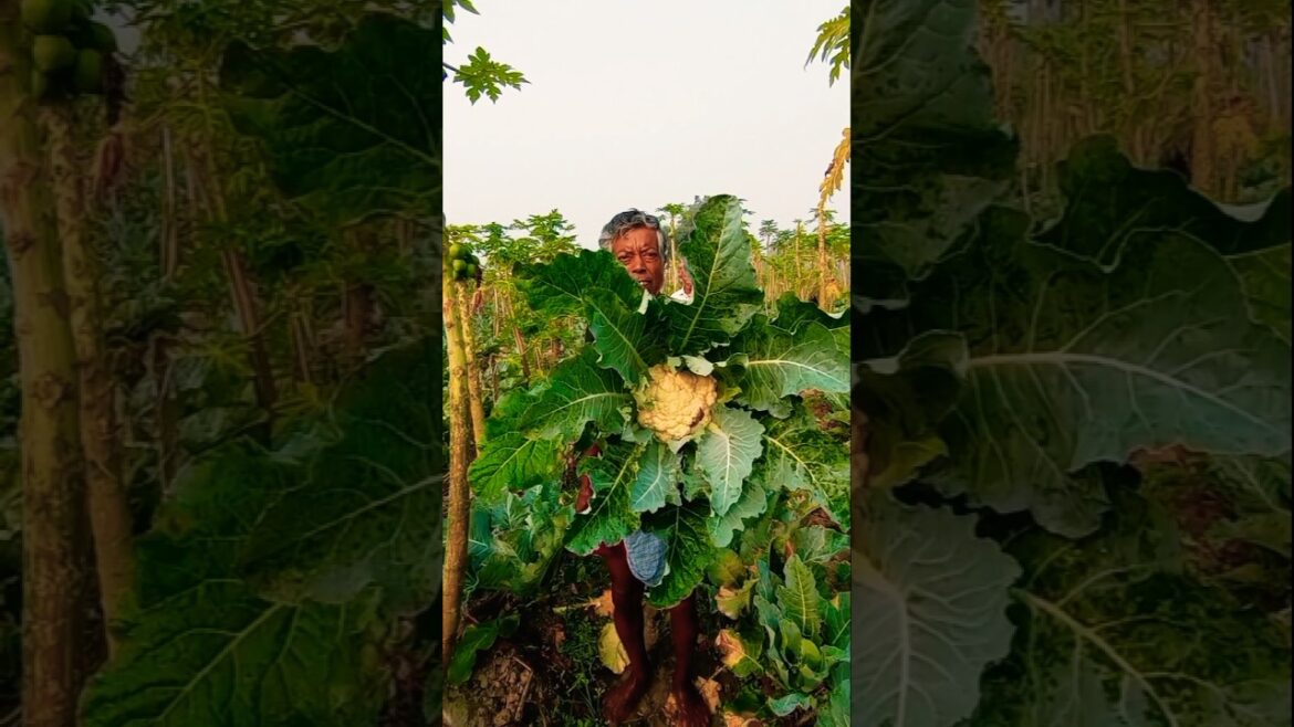 Morning Cauliflower Harvest: Farm Fresh Goodness! 🥦 #shorts