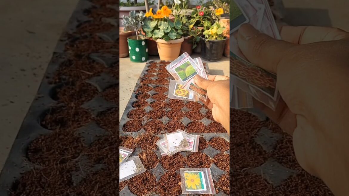 Grow Summer Flowers from Seeds #gardening #seeds #summer