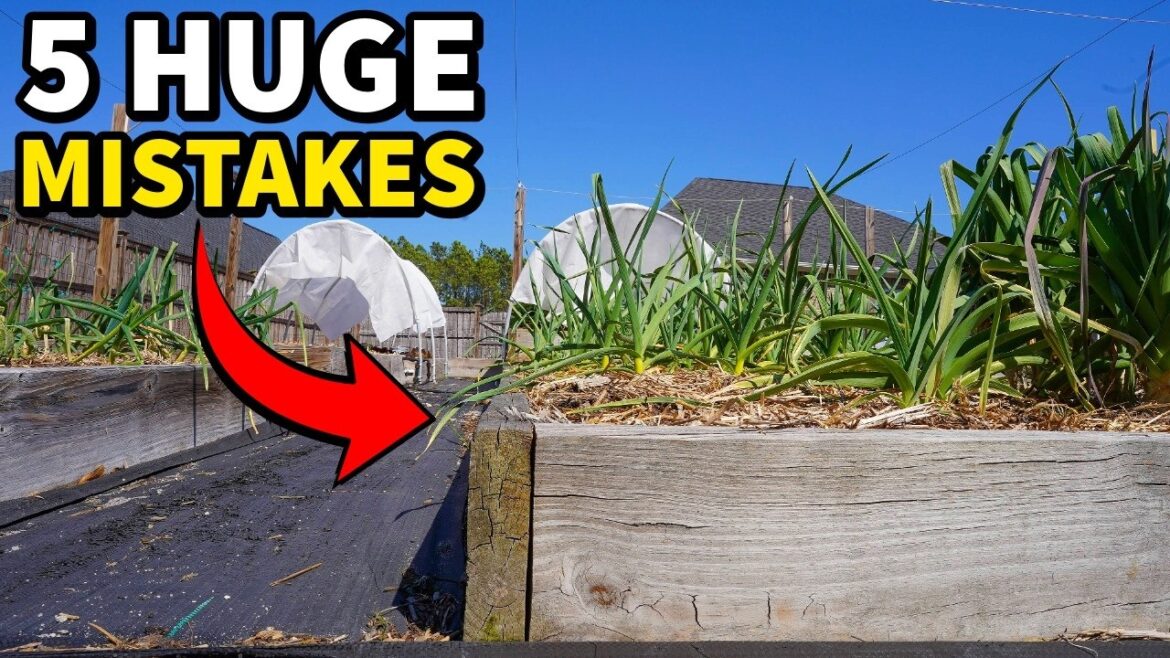 5 Raised Bed Garden Mistakes I’d NEVER Make Again! 5 Raised Bed Garden Mistakes I'd NEVER Make Again!