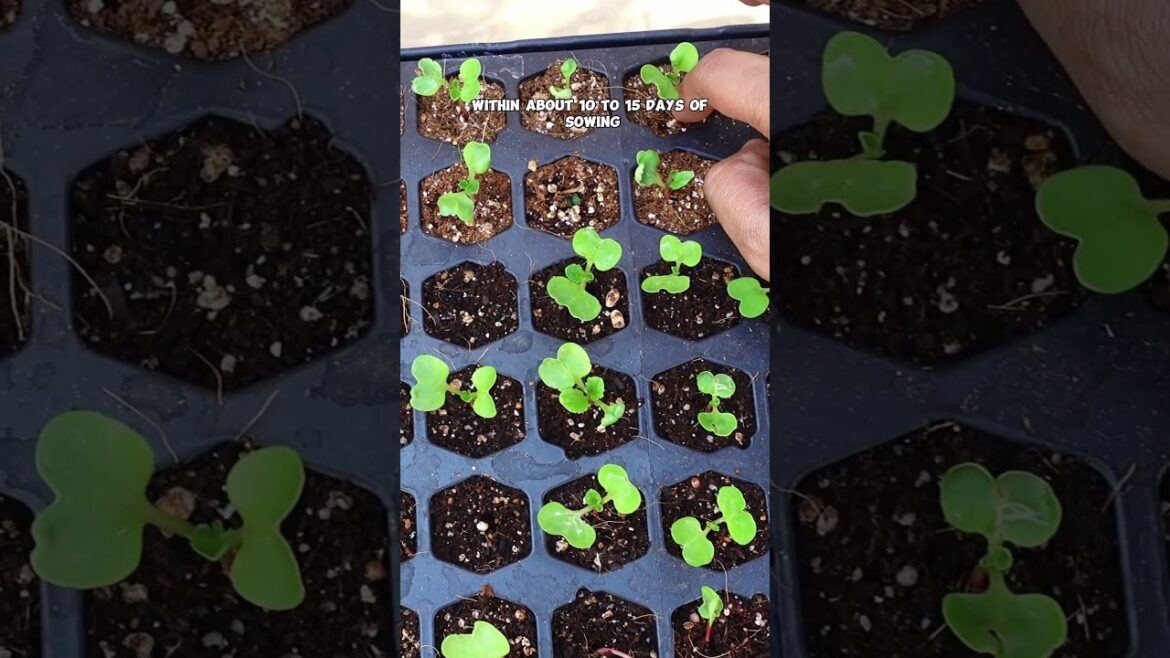 Growing Watermelon Radish: Easy Planting, Care & Harvest! 🌱🥗 #Shorts