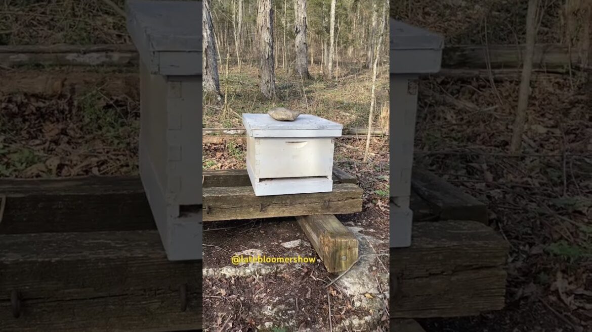 You’ve never seen this here! #homestead #garden #beehive