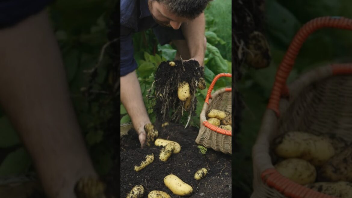 There's Over 100 Way to Grow a Potato🥔