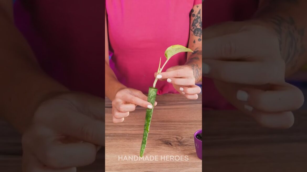 Ugly garden? Not anymore!