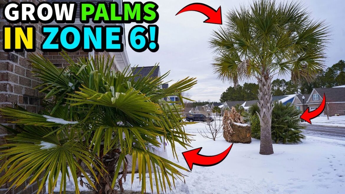10 COLD HARDY PALMS That THRIVE Down To Zone 6! 10 COLD HARDY PALMS That THRIVE Down To Zone 6!
