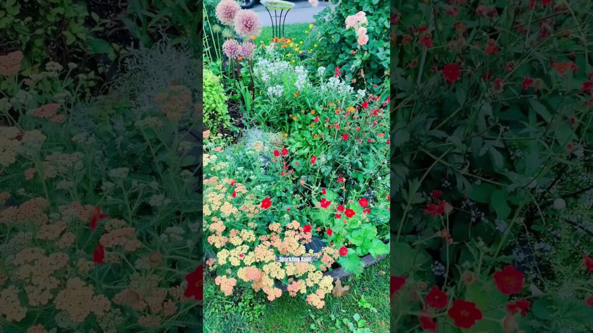 Frontyard garden..#shorts