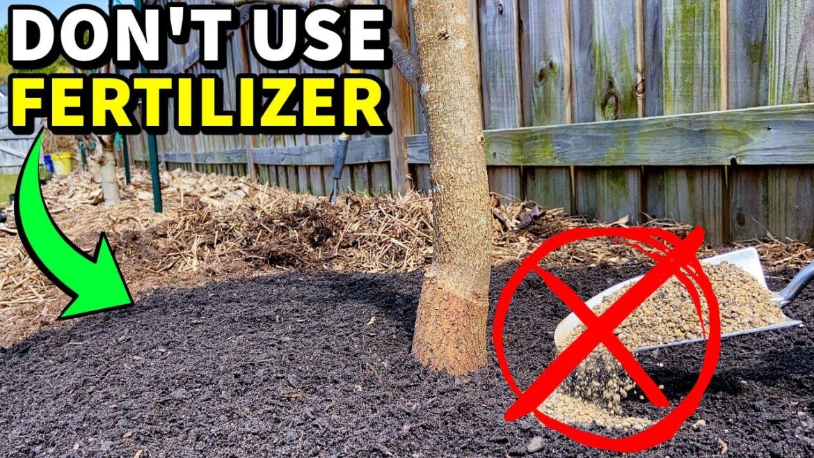 How To Fertilize Fruit Trees WITHOUT FERTILIZER! Amazing Results!! How To Fertilize Fruit Trees WITHOUT FERTILIZER! Amazing Results!!