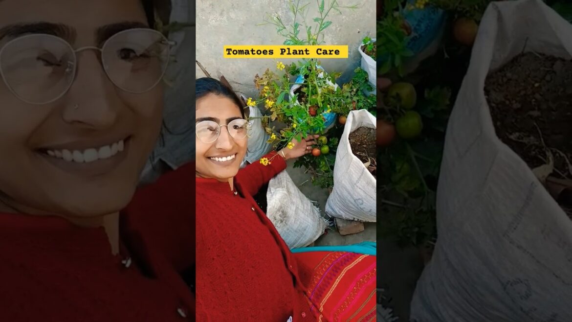 Tomatoes Plant care Tips 🍅 #tomato #care #tips #gardening #trending #shorts @OrganicGardening1918