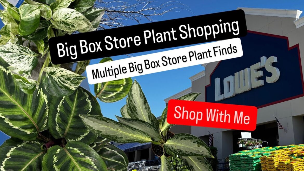 Big Box Store Plant Shopping at Lowe’s Multiple Locations Spring 2025 Plant Finds Costa Farms Plants Big Box Store Plant Shopping at Lowe's Multiple Locations Spring 2025 Plant Finds Costa Farms Plants