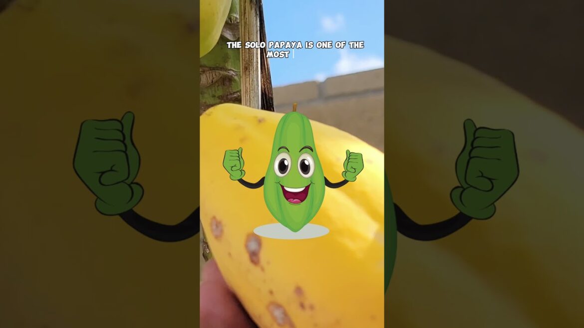 Harvesting Fresh Papayas & Kishu Mandarins from Our Backyard! 🍊🌿 #Shorts