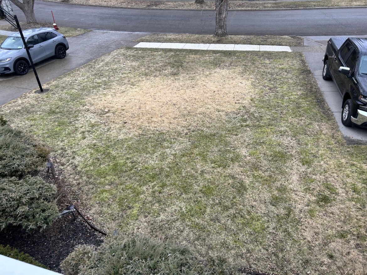 Large yellow spot, moss on front lawn. Large yellow spot, moss on front lawn.
