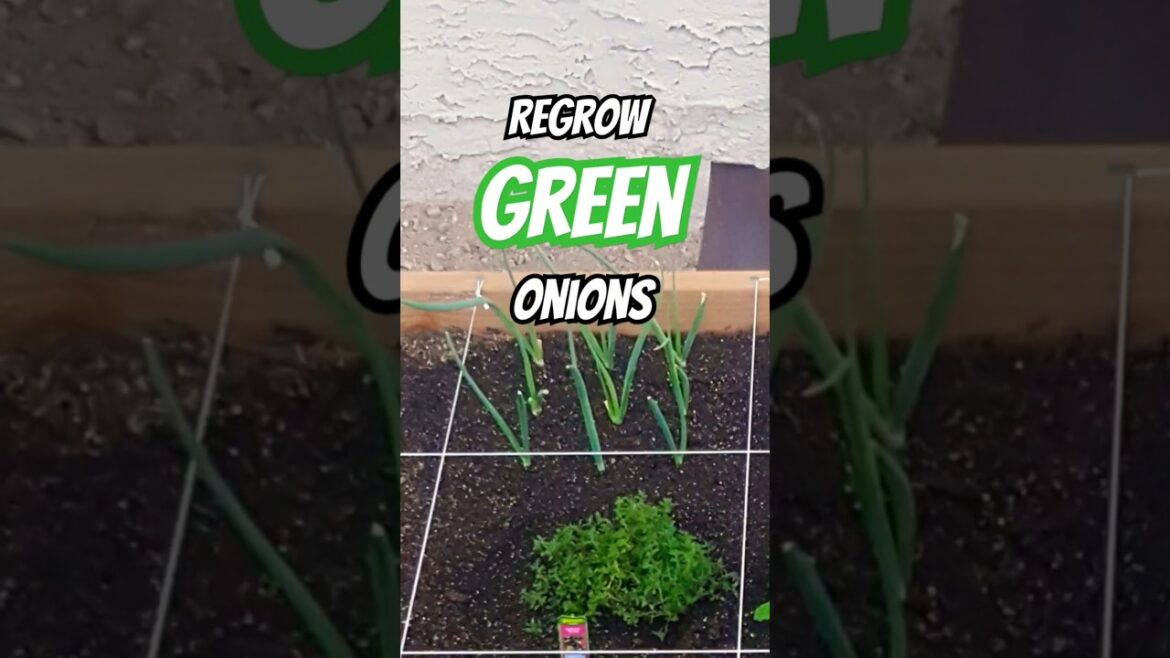 Green Onion (Scallion) Hack. #gardening #greenonion #vegetablegarden