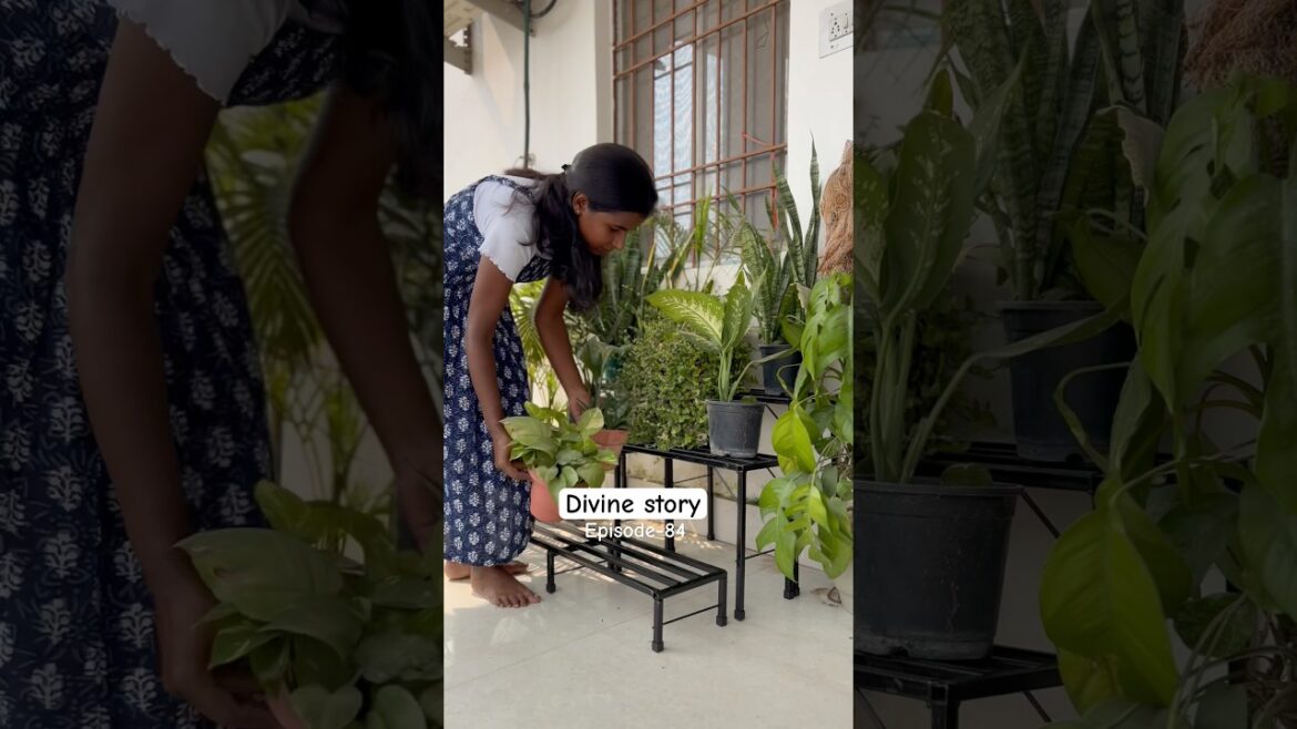 Plant arrangement for small balcony garden 🪴 #shorts #divinegarden98 #balconygarden #plantstand