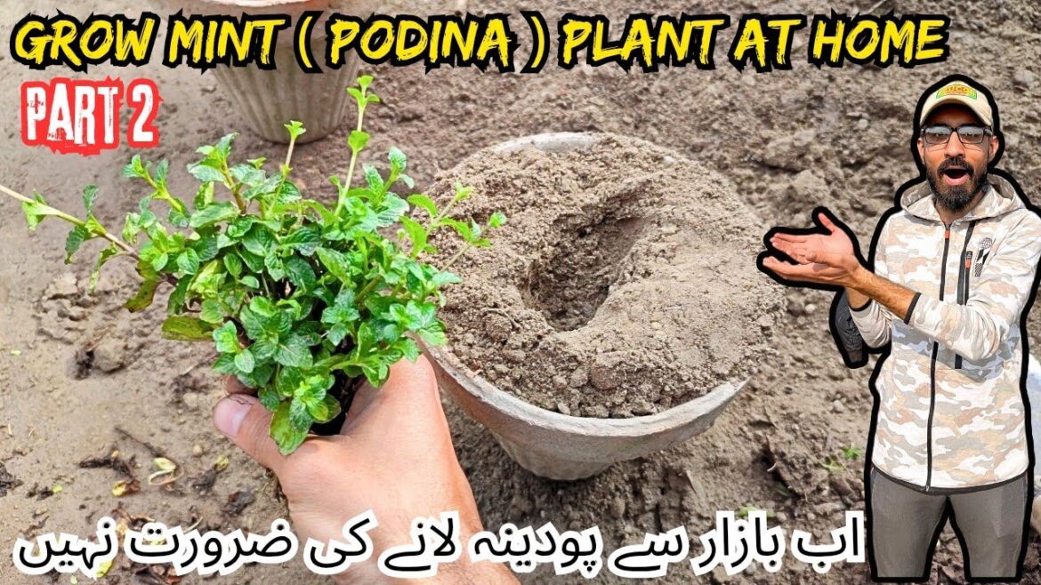 Grow Mint At Home Part 2. Vegetable gardening ideas 💡. Kitchen And Garden.