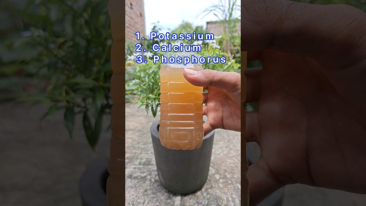 Natural organic fertilizer for any plants #shorts #naturalfartilizer #plants