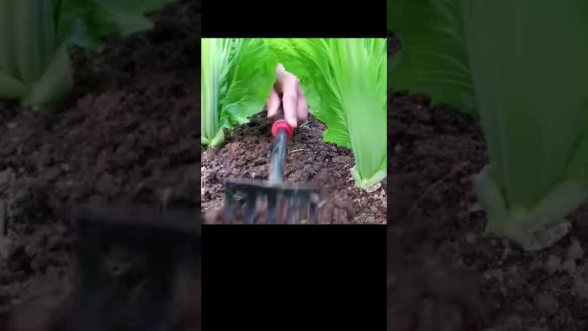 Gardening Made Easy: Essential Tools for Flower & Vegetable Gardens - Farm Food Family