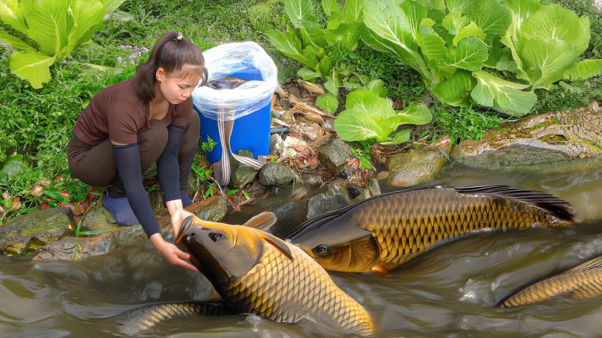 Harvesting Vegetable Garden - Renovate Fish Ponds And Release Fish - New Life | Tiểu Ca Daily Life