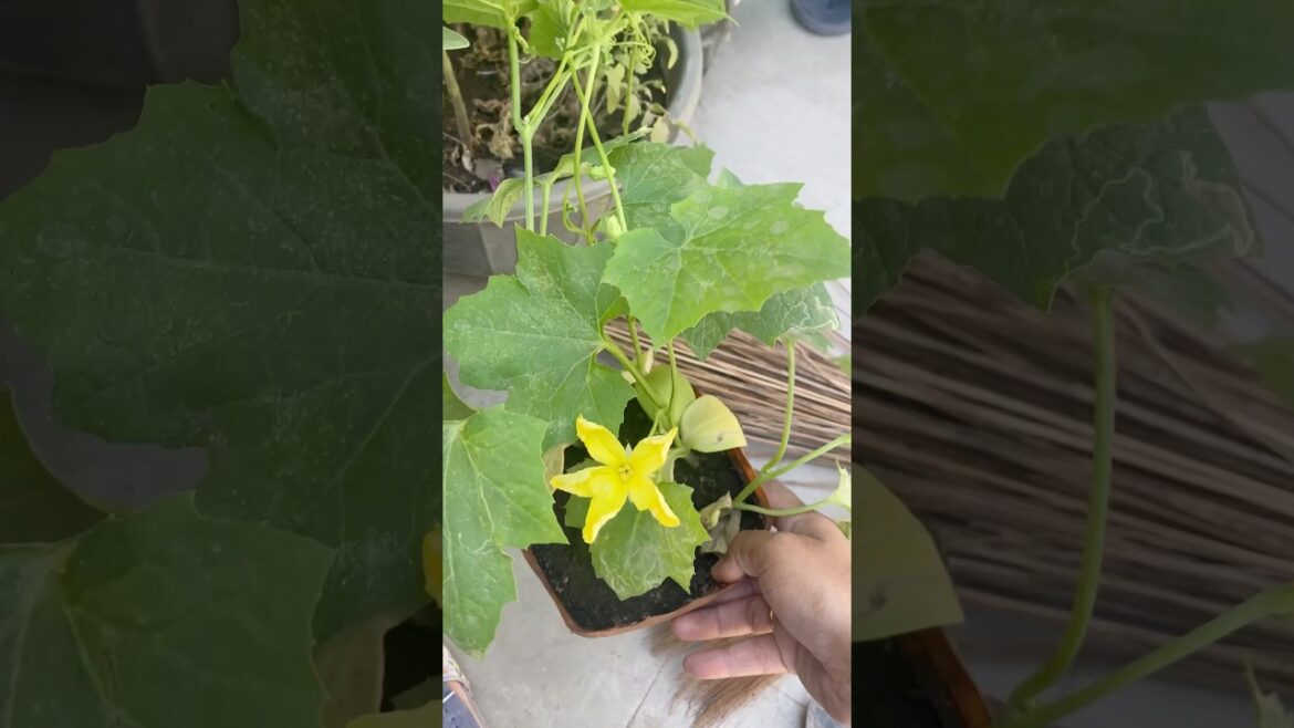 Companion Planting in Containers 🤩🪴 #companionplanting #vegetablesgarden #gardening #garden