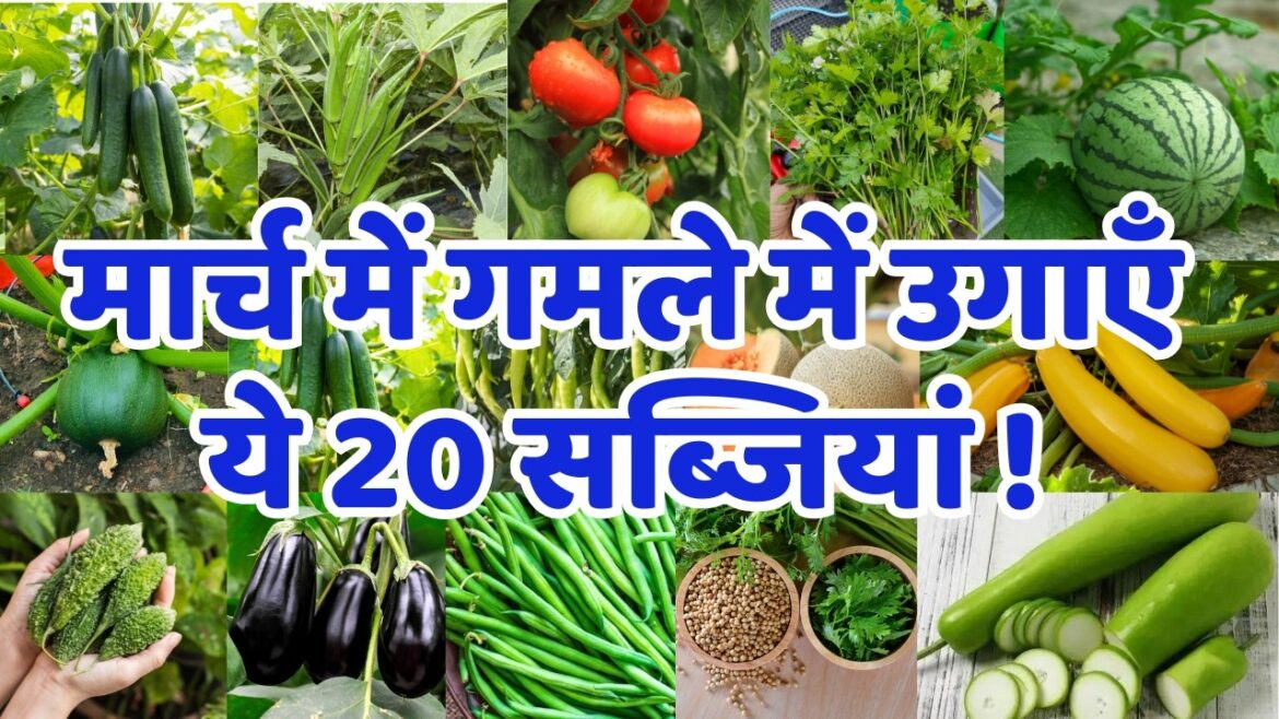 मार्च 2025 में लगाई जाने वाली सब्जियां | March me konsi sabji lagaye | March Month Vegetable To Grow