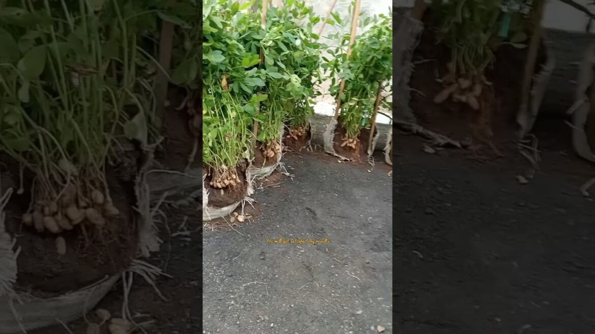 The idea of planting peanuts in sacks.