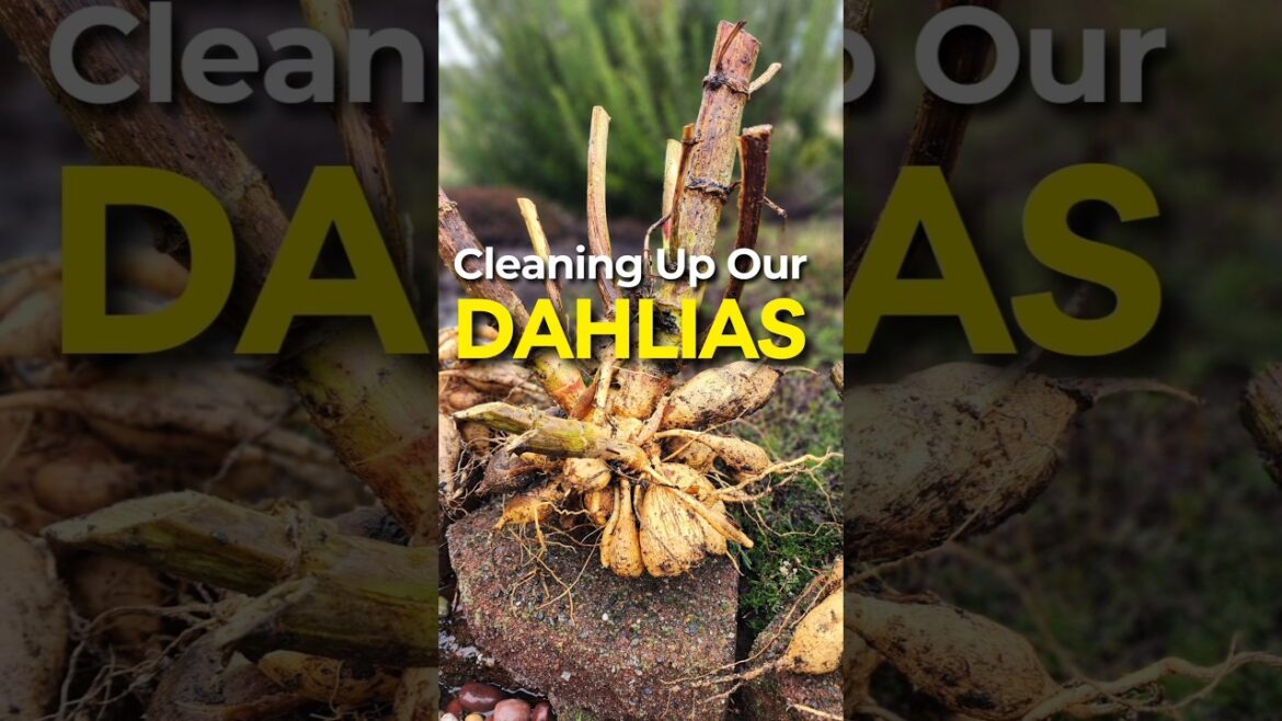 Why Are We Cleaning Our Dahlias NOW #shorts #garden #dahlias