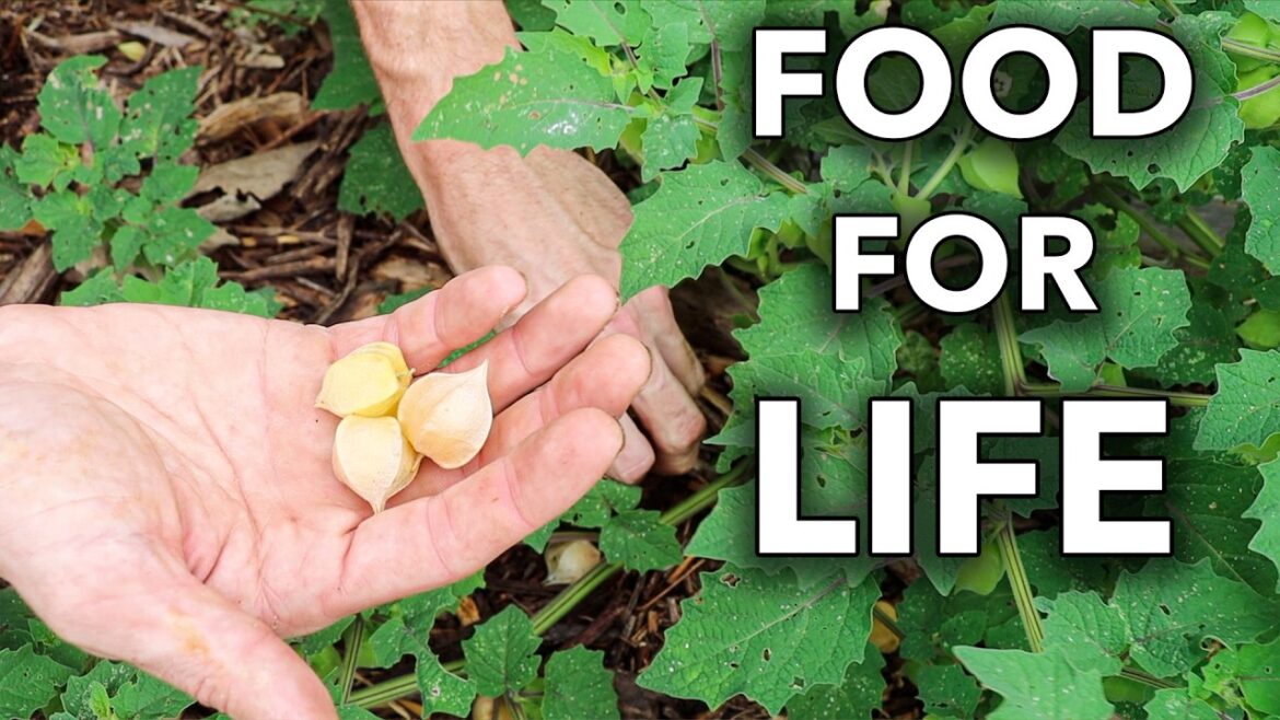 James Prigioni: 5 Annuals to Plant Once that will Feed You Forever… 5 Annuals to Plant Once that will Feed You Forever…