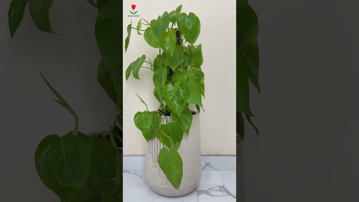 Ceramic Planter with Scindapsus Gold #plants #gardening #garden